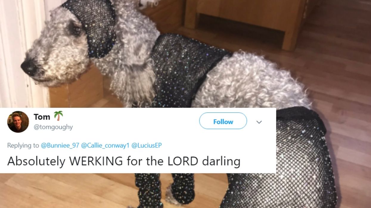 Online Retailer's Ridiculous Sizing Is A Loss For This Teen Shopper But A Total Win For Her Pooch