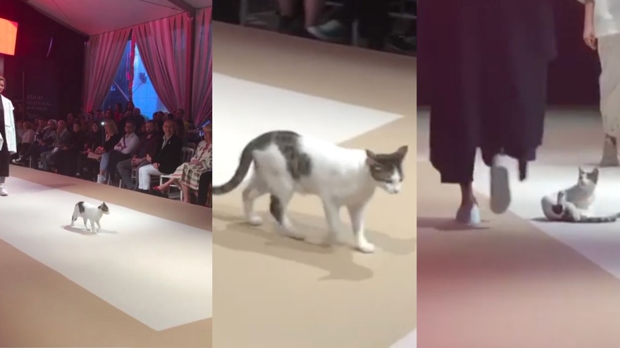 Turkey's Next Top Model Is This Adorable Cat Who Crashed A Runway And Totally Stole The Show