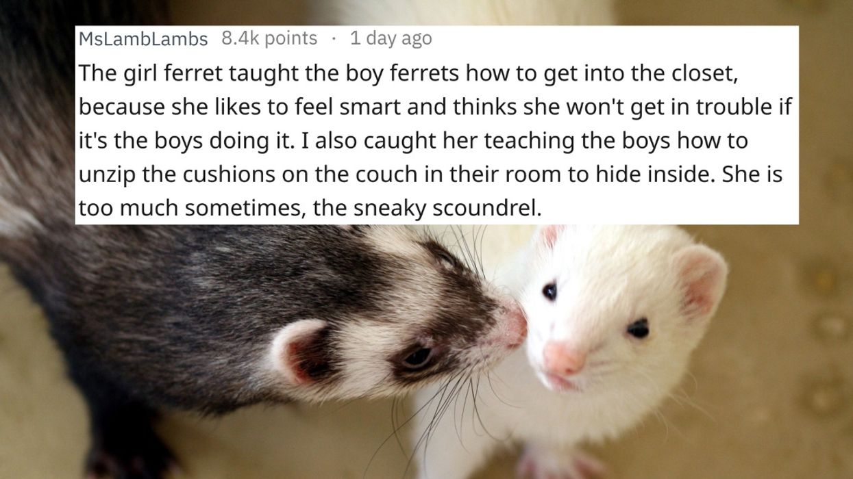 People Are Sharing The Hilarious Drama Going On Between Their Pets—And It's Riveting