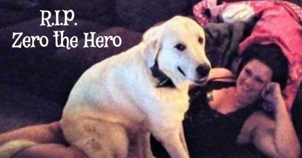 Heroic Dog Dies After Saving His Family's Lives During A Birthday Party Shooting