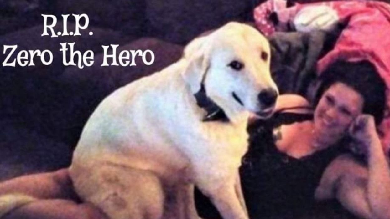 Heroic Dog Dies After Saving His Family's Lives During A Birthday Party Shooting