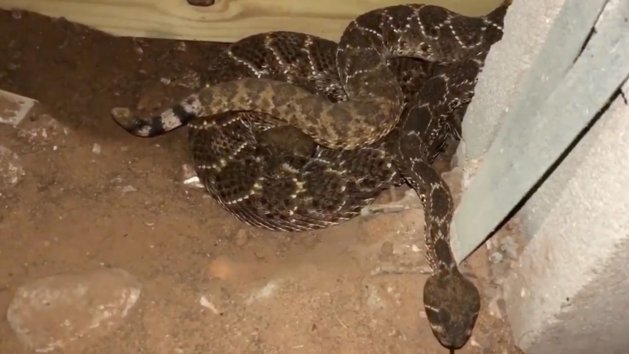 Texas Man Finds 45 Rattlesnakes Living Under His House