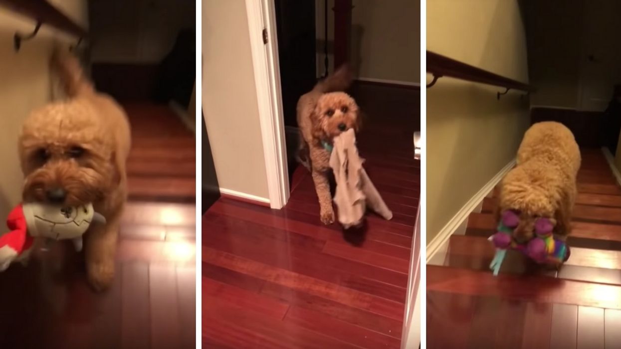 We Can't Get Over This Precious Dog Whose Nightly Ritual Includes Picking A Special Thing To Bring To Bed With Him