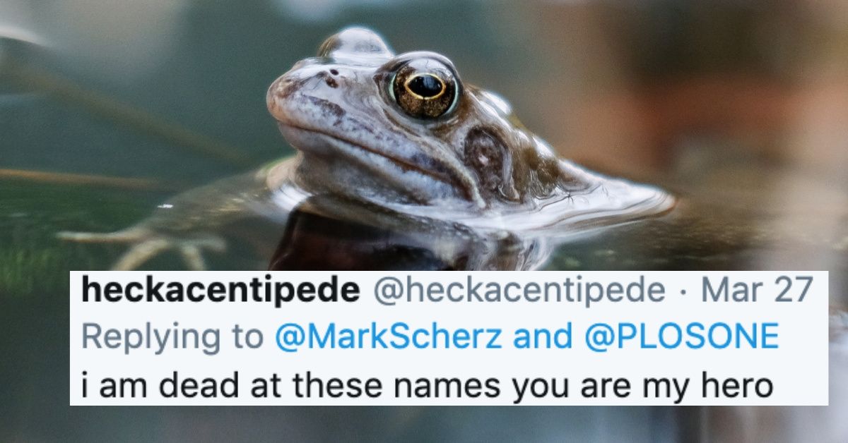 Three New Species Of Frogs Have Been Discovered And Their Names Are Disney-Level Cute