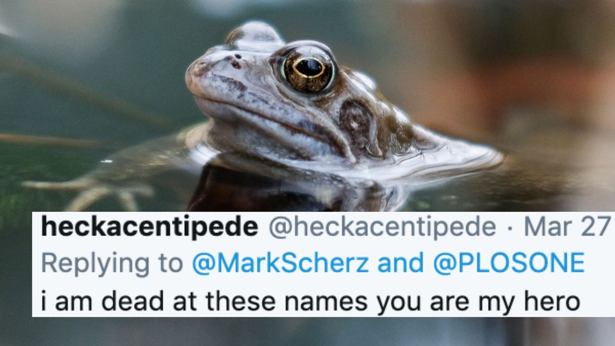 Three New Species Of Frogs Have Been Discovered And Their Names Are Disney-Level Cute