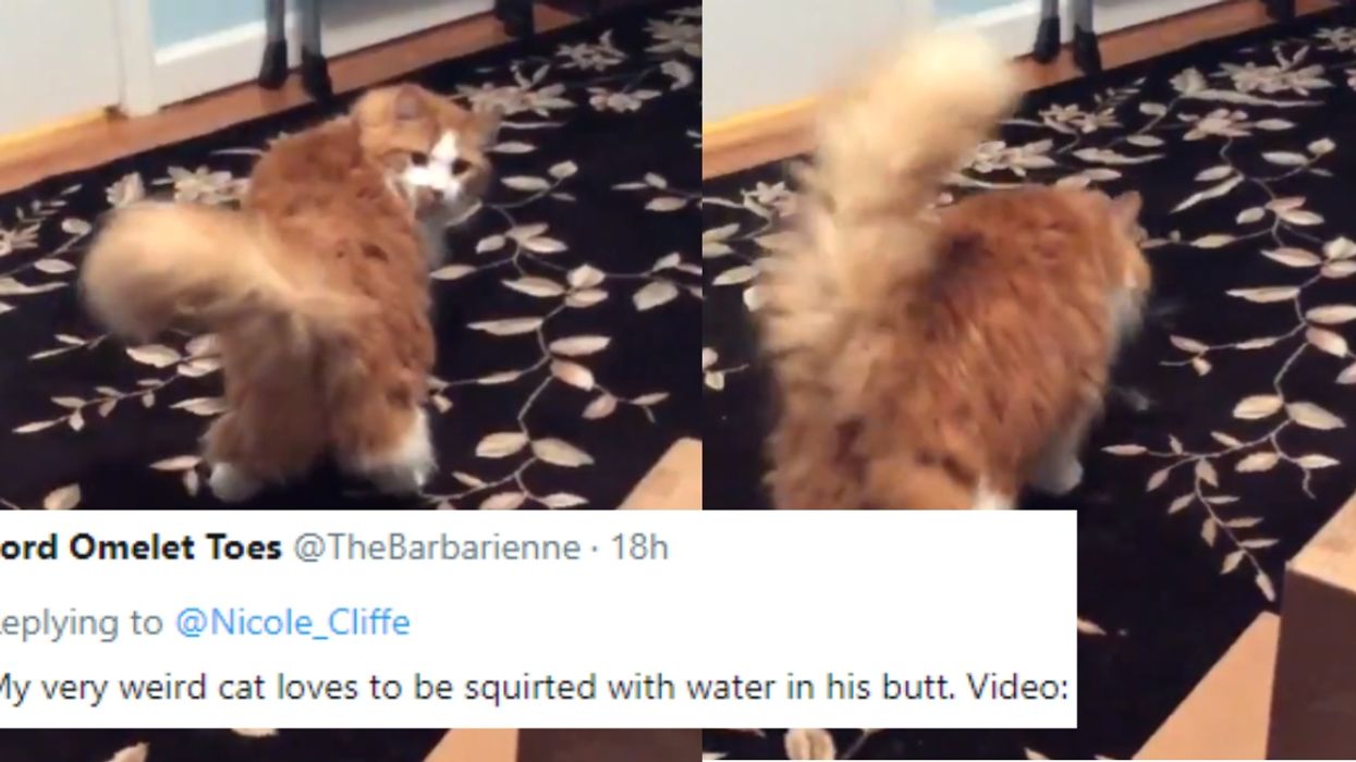 People Are Sharing The Most Ridiculous Things Their Pets Do, And We're LOLing