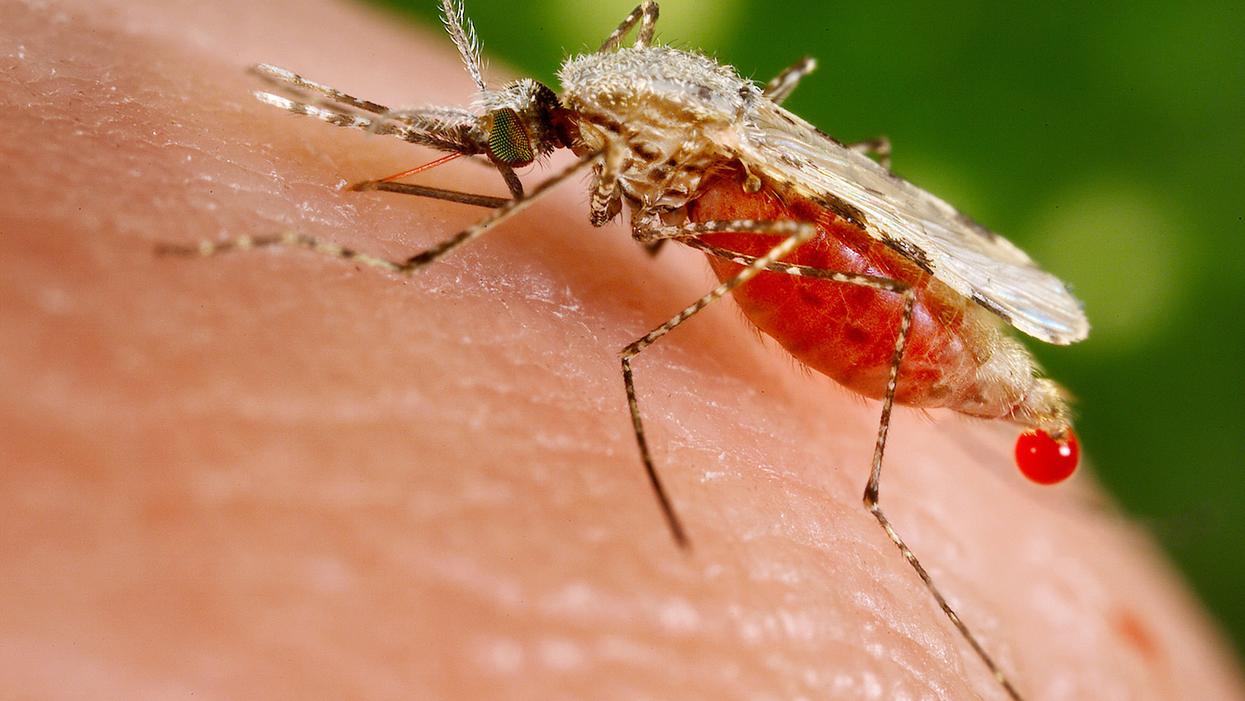A Skrillex Track Has Been Found To Drastically Reduce Feeding And Breeding In Mosquitoes