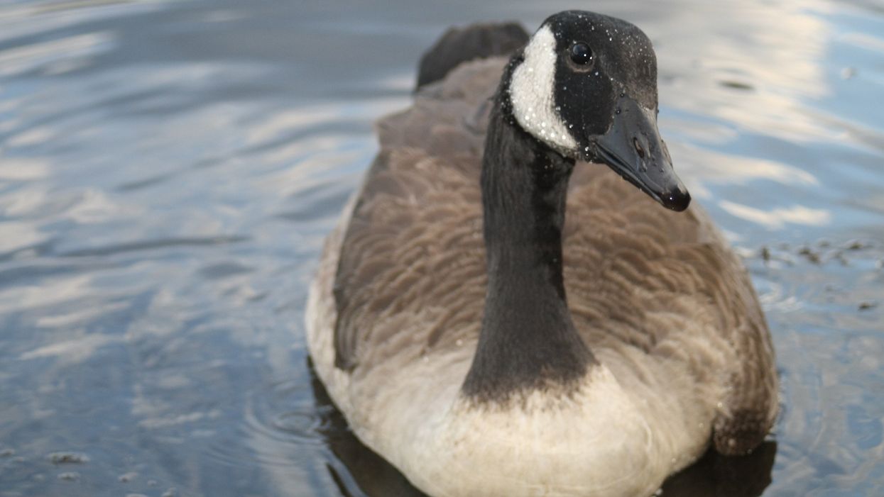 University Issues Warning After Aggressive Goose Is Caught On Camera Attacking Student