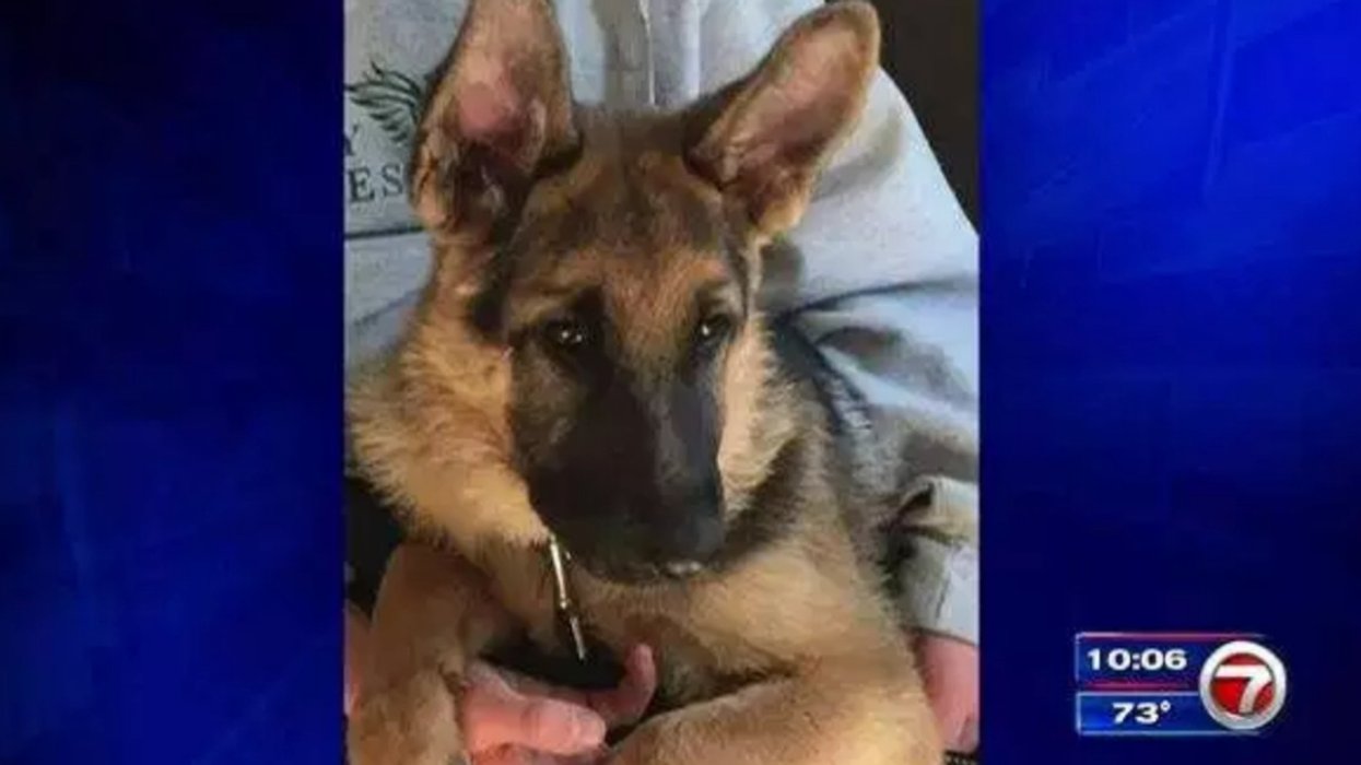 Missing Florida Dog Found Thousands Of Miles Away From Her Home Is Finally Reunited With Her Owner