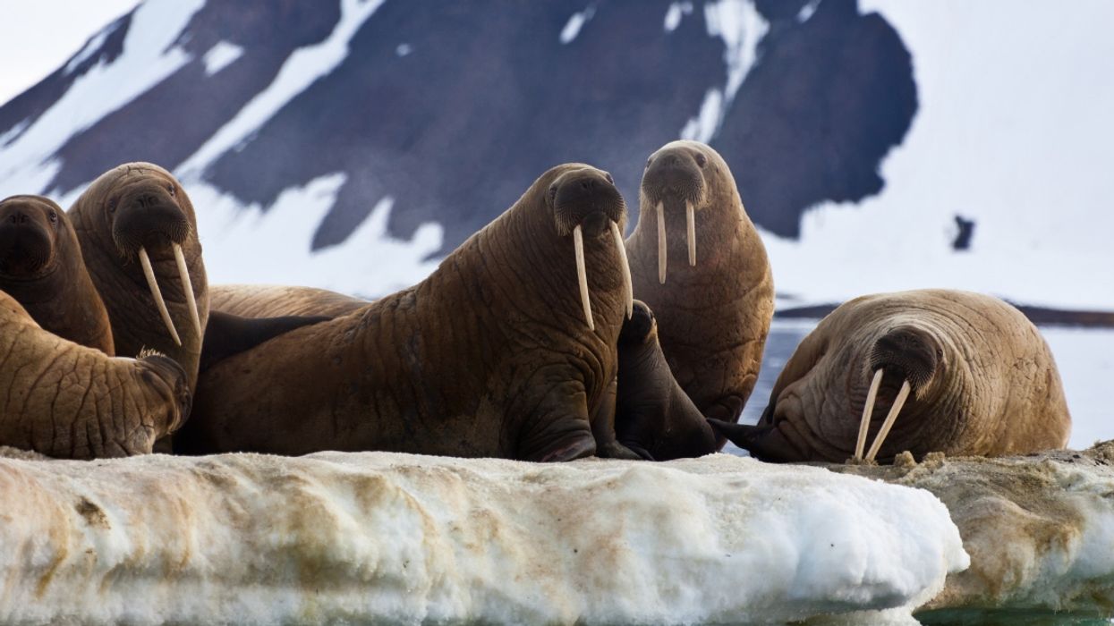 Tragic Scene Of Walruses Fatally Falling Off A Cliff In Netflix's 'Our Planet' Is Attributed To Climate Change—But It May Not Actually Be That Simple