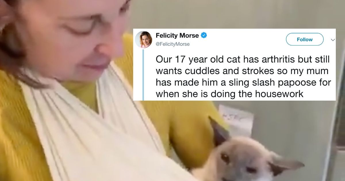 Mom Makes Sling For Family Cat With Arthritis, And The Internet Is Totally Smitten