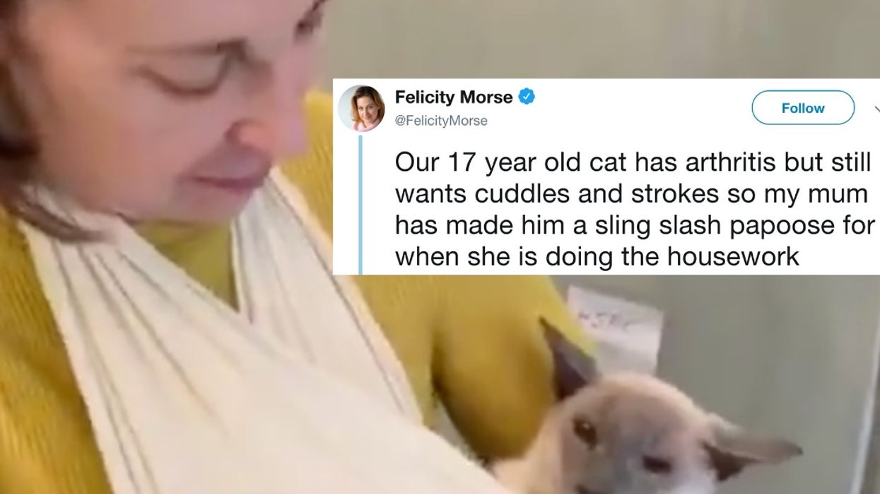 Mom Makes Sling For Family Cat With Arthritis, And The Internet Is Totally Smitten