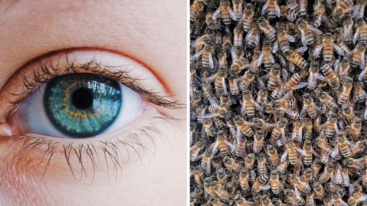 Taiwanese Woman's Eye Infection Turns Out To Actually Be Bees Living In Her Eyes—You Know, NBD