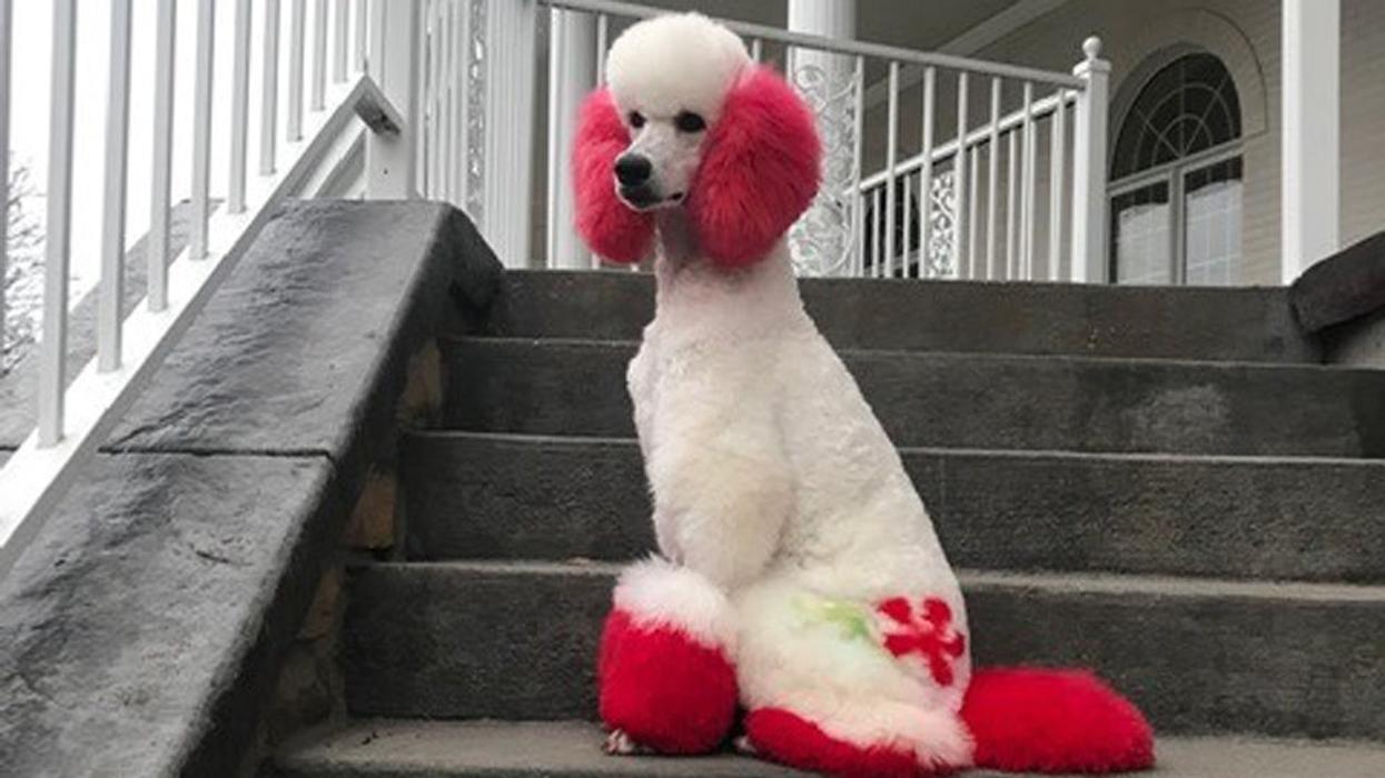 Dog Owner Responds After Being Criticized For Dyeing Her Pups' Fur