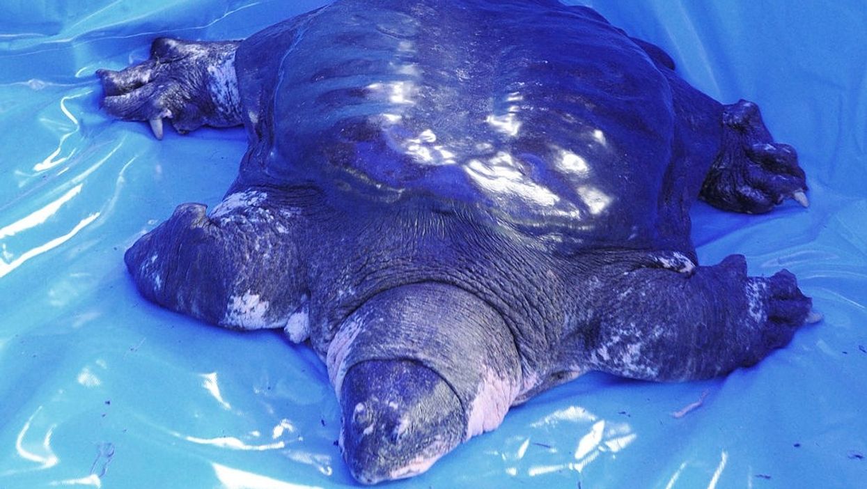 The Last Known Female Yangtze Giant Softshell Turtle Has Died, Putting The Species On The Brink Of Extinction