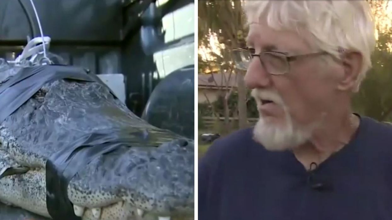 80-Year-Old Florida Man Takes It Upon Himself To Wrestle Massive Alligator Before Calling The Authorities