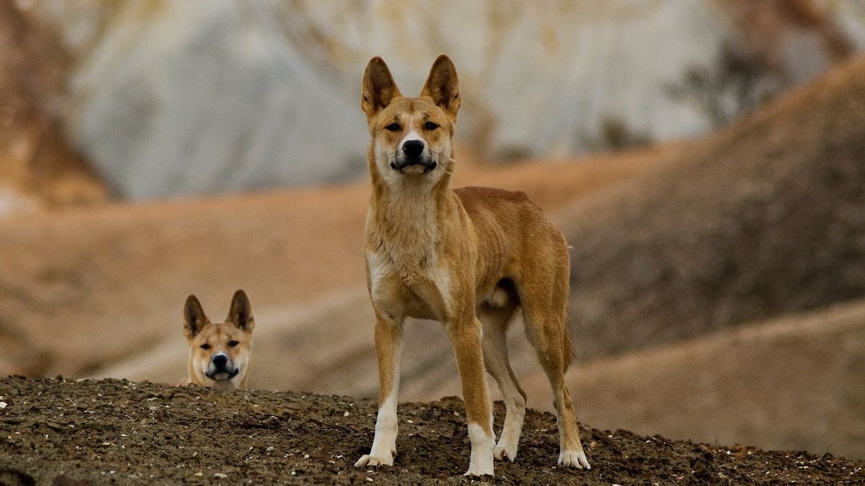 Brave Dad Chases And Fights Off Dingoes Who Stole His Child From Camper