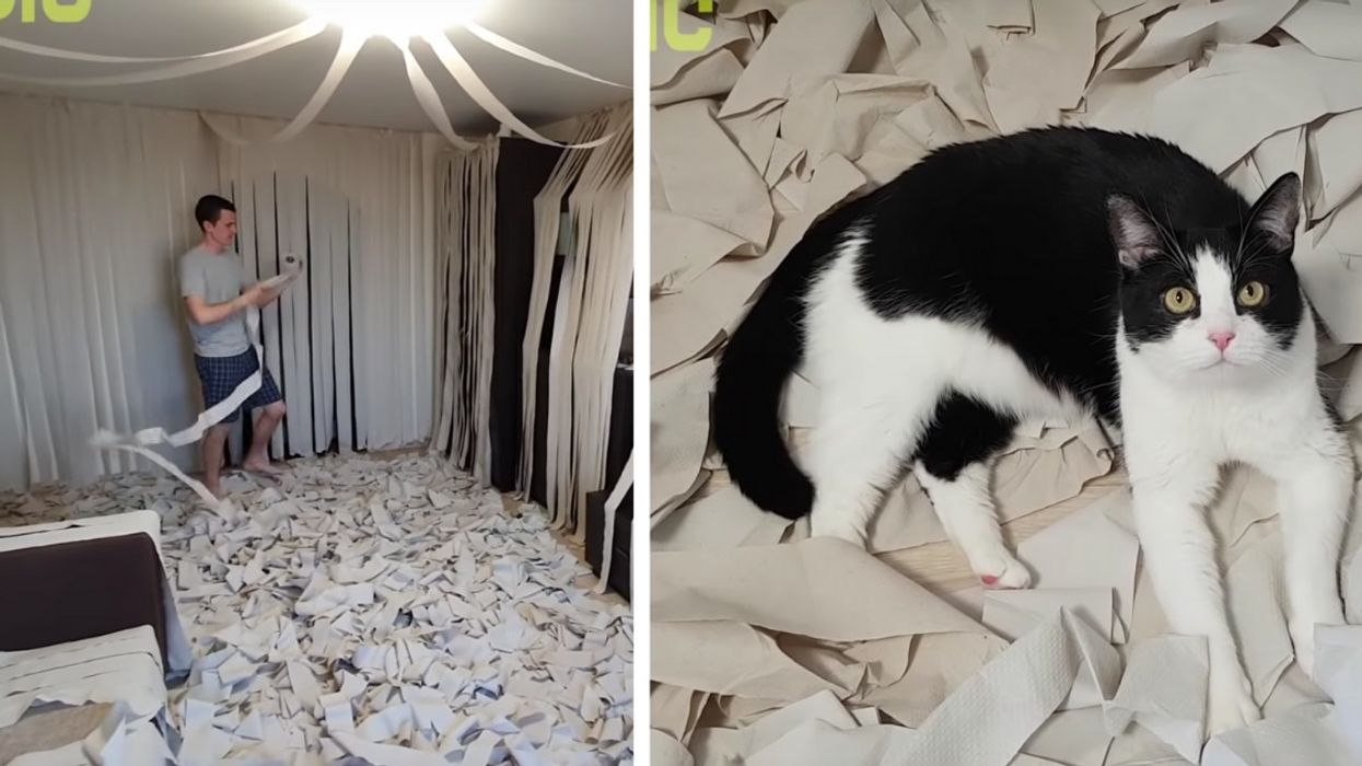 Cat Goes Absolutely Berserk In Room Completely Filled With Toilet Paper In Hilarious Viral Video