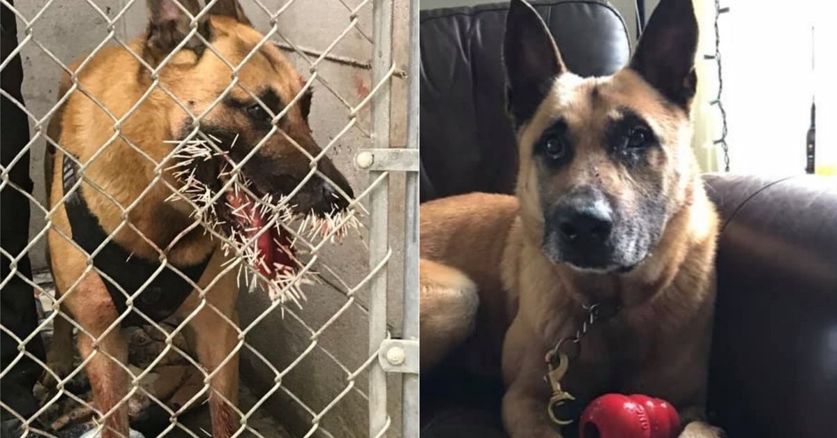 Poor Police Dog Recovering After Getting 200 Porcupine Quills To The Face