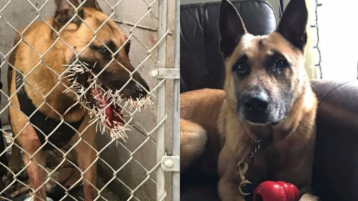 Poor Police Dog Recovering After Getting 200 Porcupine Quills To The Face