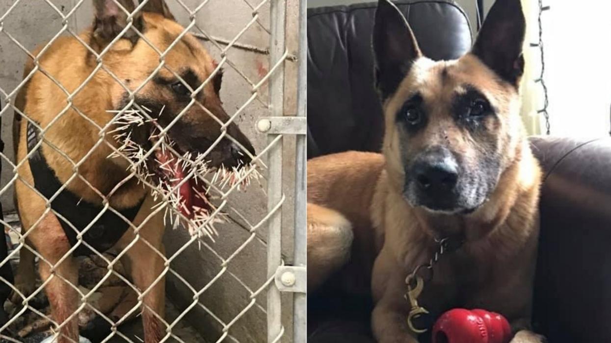 Poor Police Dog Recovering After Getting 200 Porcupine Quills To The Face