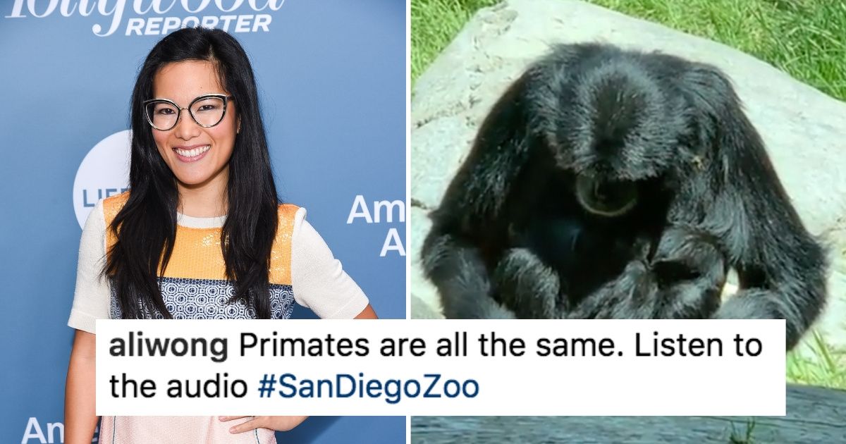Comedian Ali Wong Witnesses The Perfect Metaphor For New Motherhood During A Trip To The Zoo