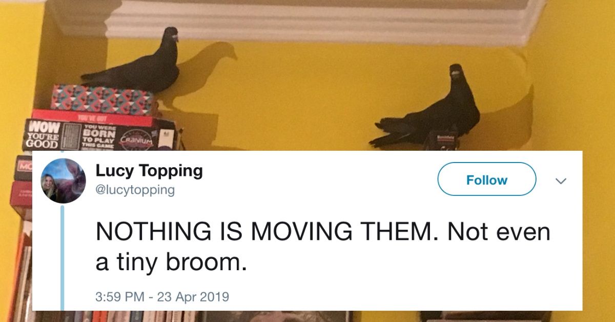 Woman Live-Tweets Her Hilarious Attempt To Get Rid Of Two Random Pigeons That Showed Up In Her Living Room