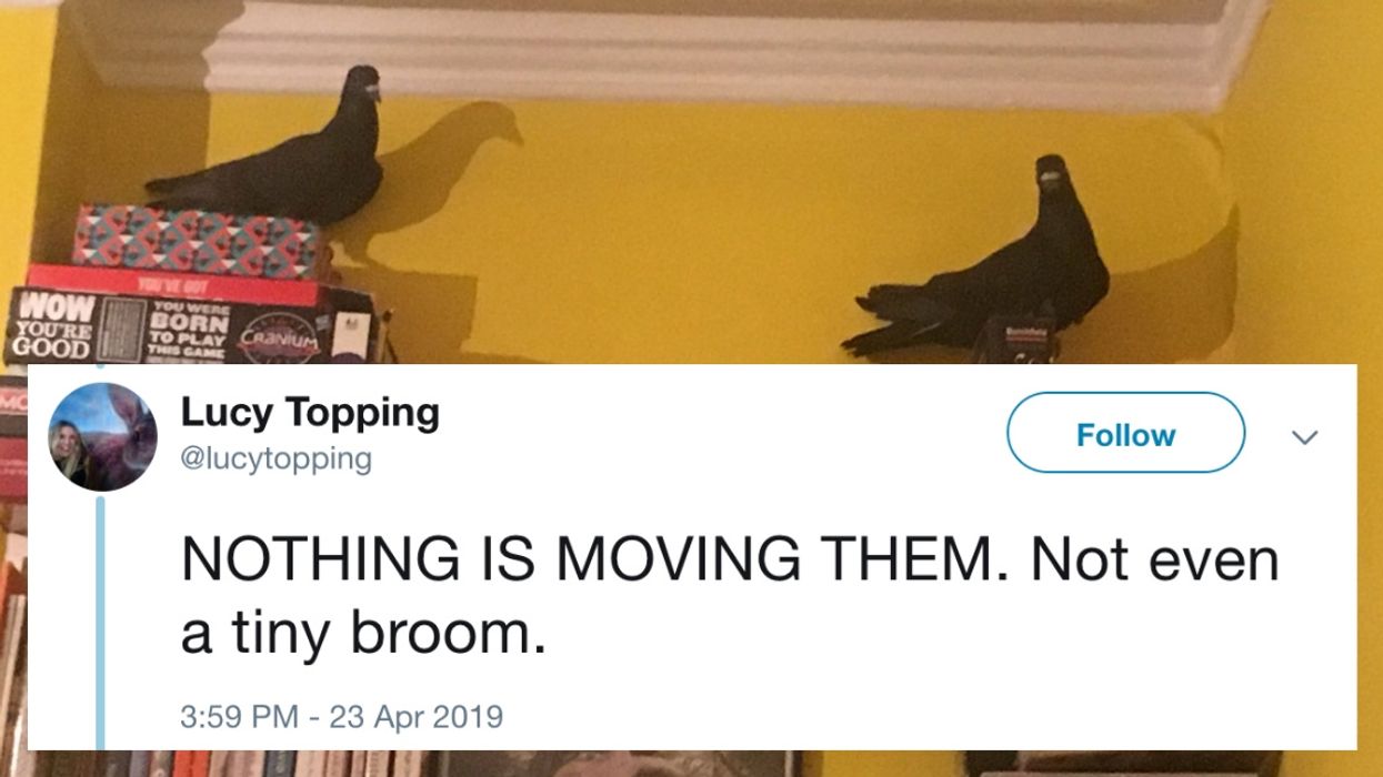 Woman Live-Tweets Her Hilarious Attempt To Get Rid Of Two Random Pigeons That Showed Up In Her Living Room
