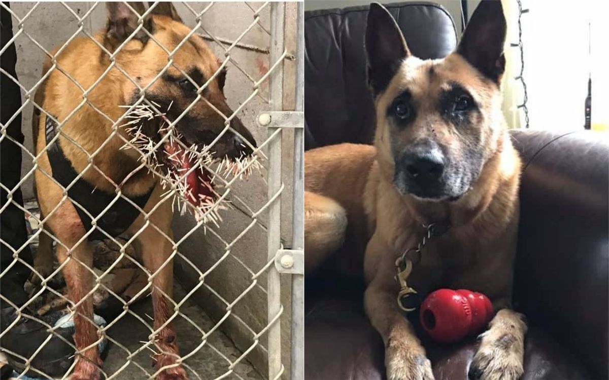 Police Dog Recovering After Being Spiked By 200 Porcupine Quills