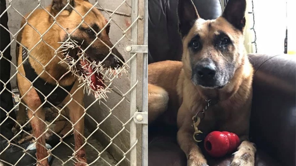 Police Dog Recovering After Being Spiked By 200 Porcupine Quills