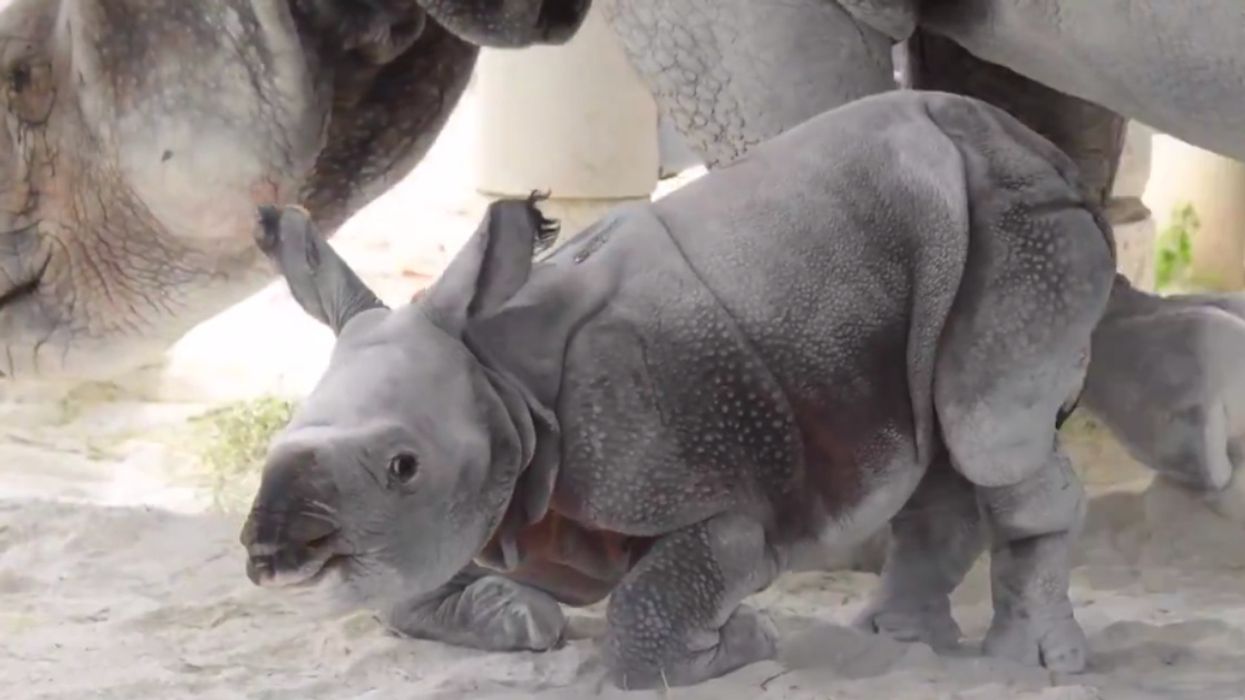 An Ultra-Rare Adorable Baby Rhino Was Just Born At The Miami Zoo