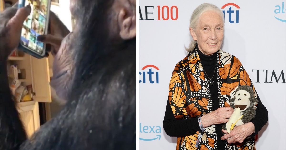 Jane Goodall Is Calling Out That Viral Video Of A Chimp Scrolling Through Instagram For An Important Reason