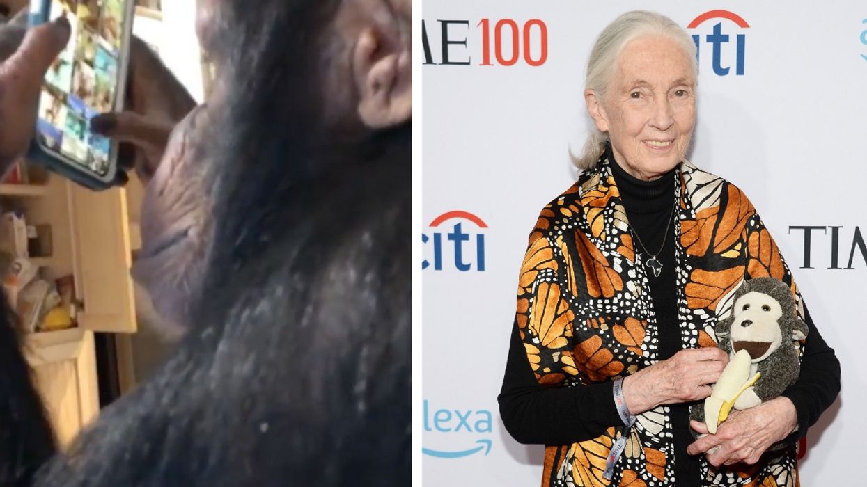 Jane Goodall Is Calling Out That Viral Video Of A Chimp Scrolling Through Instagram For An Important Reason