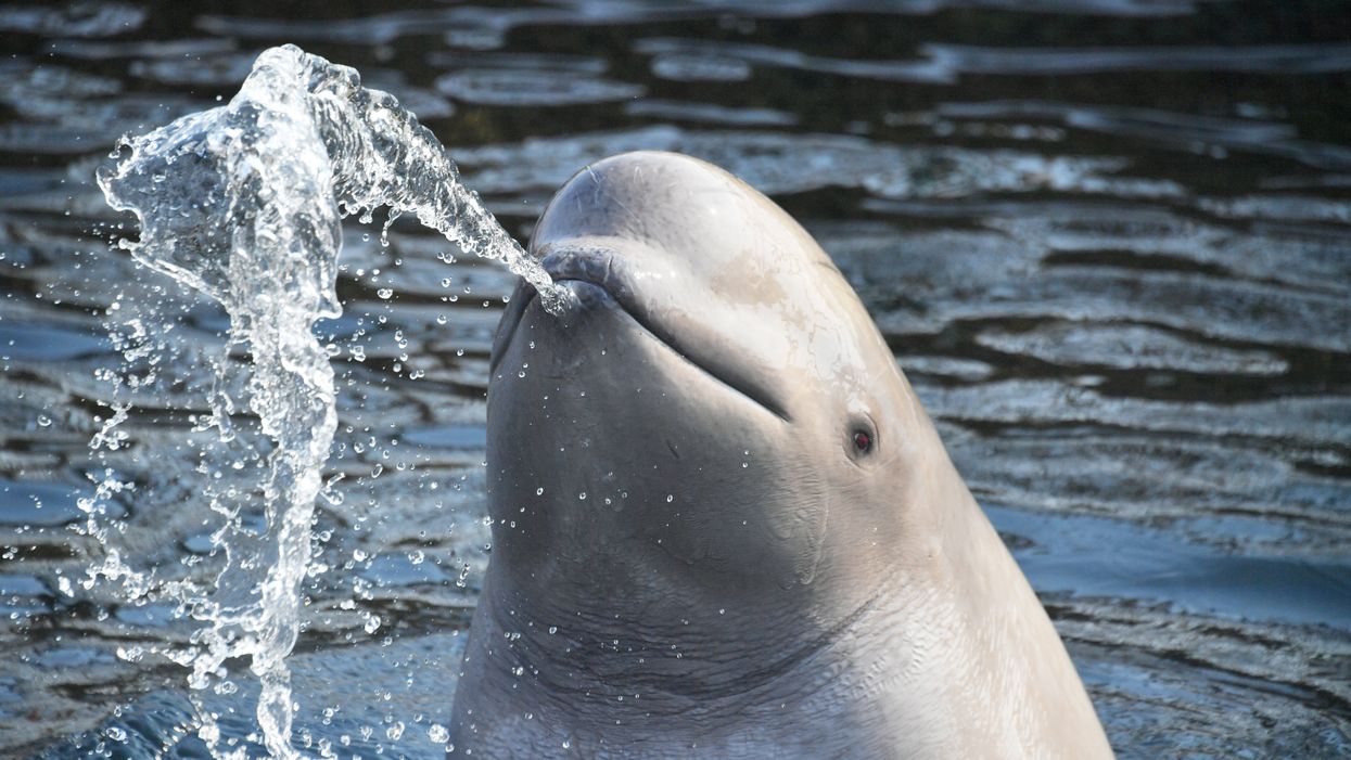 Beluga Whale Found By Fishermen Off The Coast Of Norway Thought To Be A Russian Spy