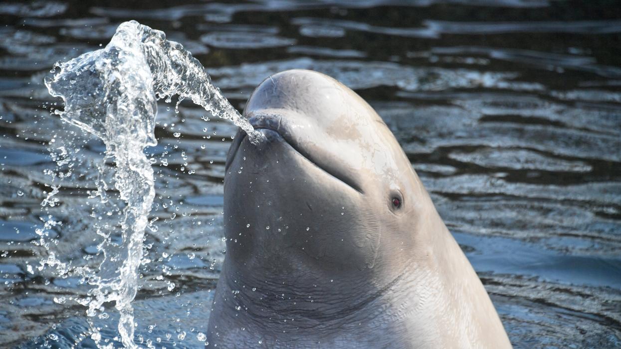 Beluga Whale Found By Fishermen Off The Coast Of Norway Thought To Be A Russian Spy
