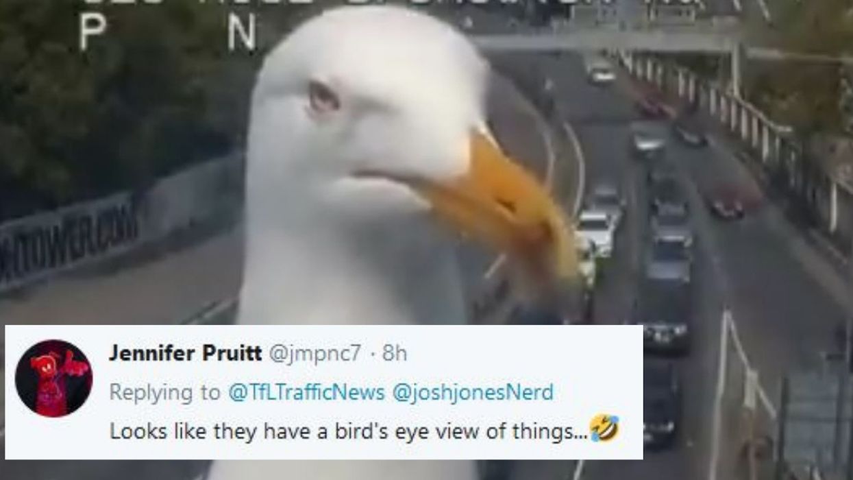 Video Of A Seagull Getting Up Close And Personal With A Traffic Cam Inspires Some Hilarious Memes
