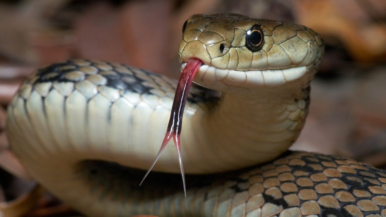 Park Releases Photos Of Snake With A Third Eye—That Can Actually See