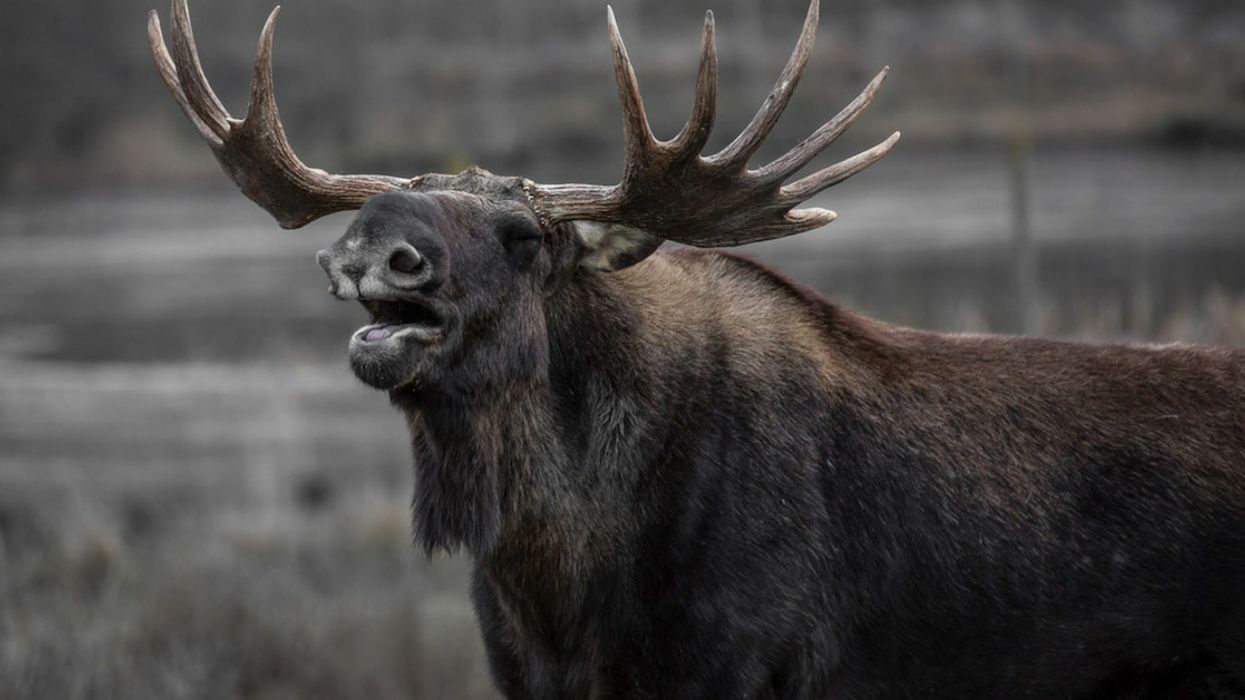 Passenger Who Explained That Bag Of 'Moose Poop' Nuggets Is For Politicians To TSA Security Is Peak 2019