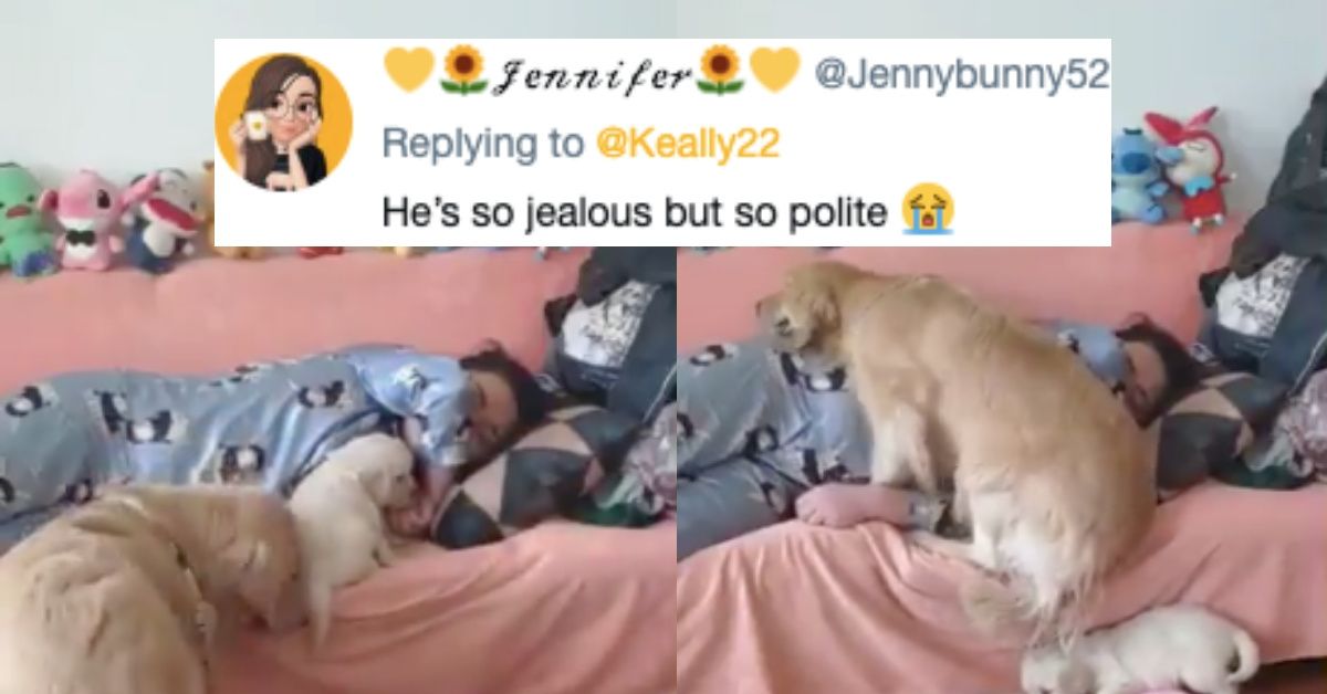Jealous Older Dog Doesn't Care For Puppy Stealing Its Spot—And Its Reaction Is Hilariously Pure