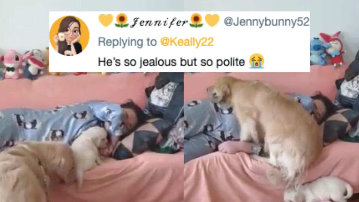 Jealous Older Dog Doesn't Care For Puppy Stealing Its Spot—And Its Reaction Is Hilariously Pure