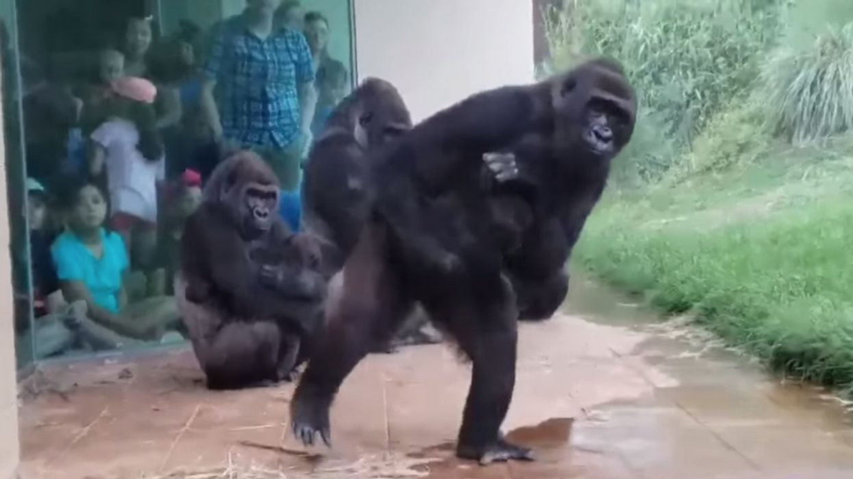 Hilarious Viral Video Shows That Gorillas Hate Getting Caught In The Rain As Much As We Do