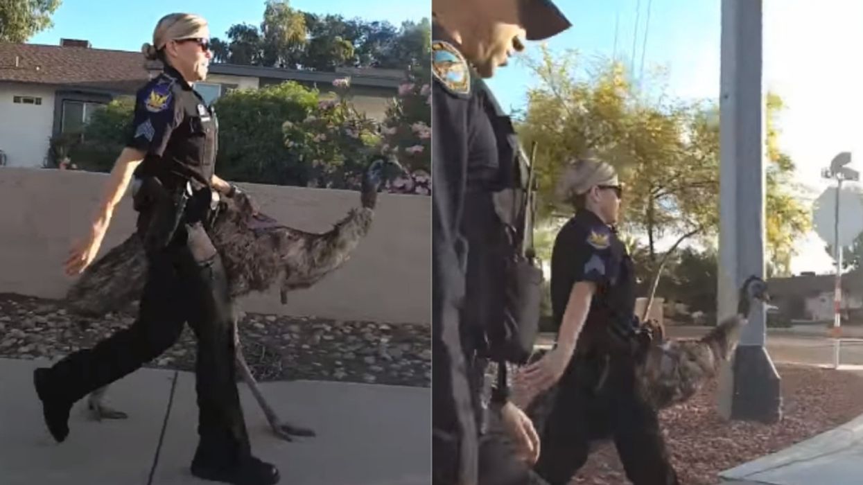 Emu Loose On The Streets Of Phoenix Gets Busted By The Cops In Viral Video