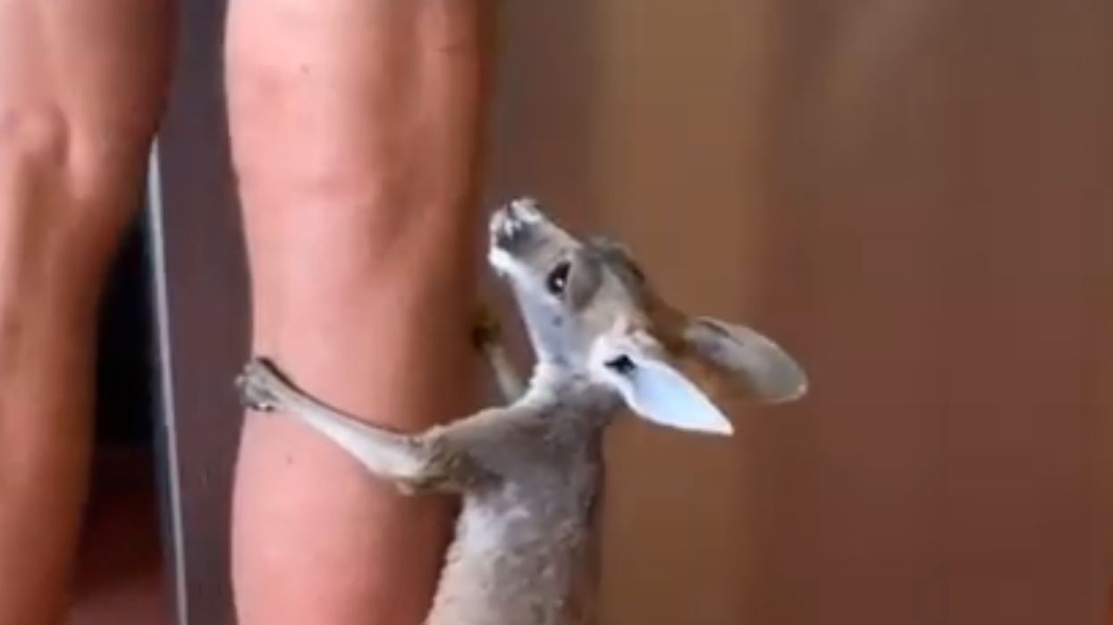 Baby Kangaroo Makes An Adorable Nuisance As She Impatiently Waits For Her Milk In Viral Video