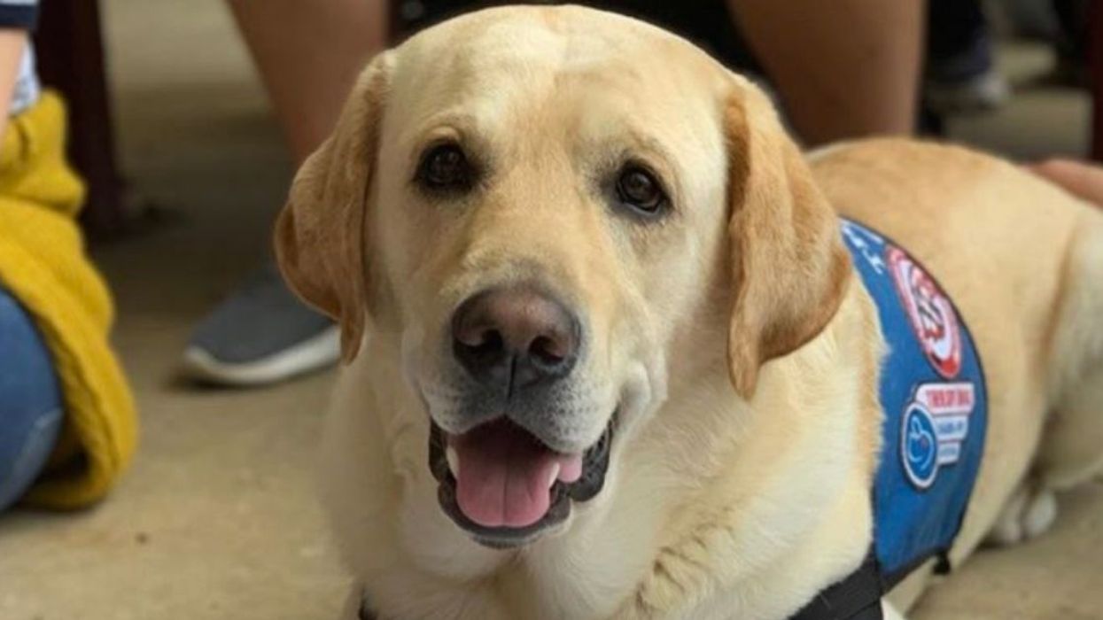The Parkland Shooting Survivors' Therapy Dogs Just Got Their Own Yearbook Page And It's Absolutely Perfect