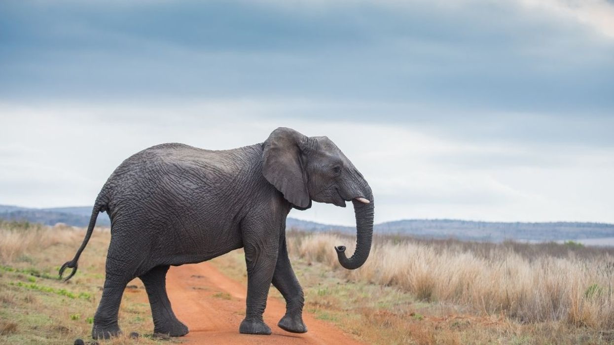 Botswana Is Facing Some Serious Heat After Lifting Ban On Elephant Hunting