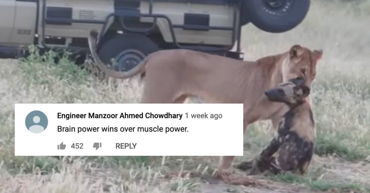 Wild Dog Deserves An Academy Award For Playing Dead To Fool A Lioness In Viral Video