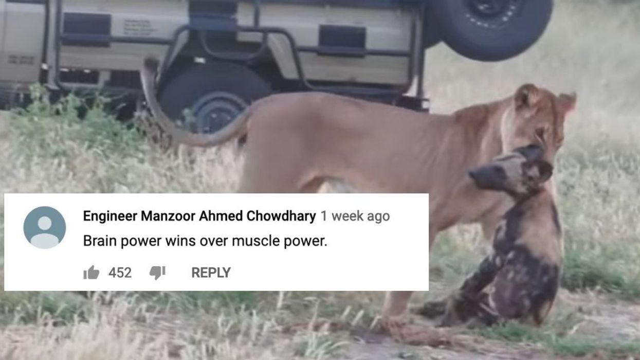 Wild Dog Deserves An Academy Award For Playing Dead To Fool A Lioness In Viral Video