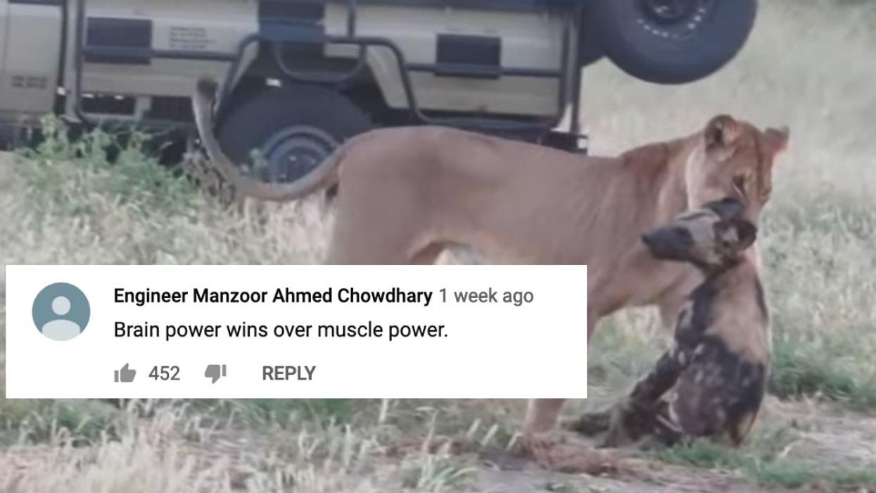Wild Dog Deserves An Academy Award For Playing Dead To Fool A Lioness In Viral Video