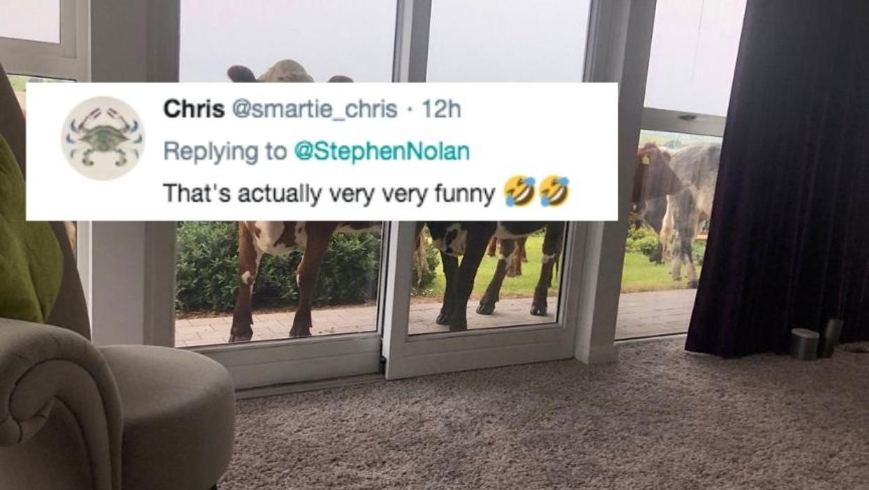 Shirtless Guy Totally Goes Off On A Bunch Of Cows That Invaded His Yard