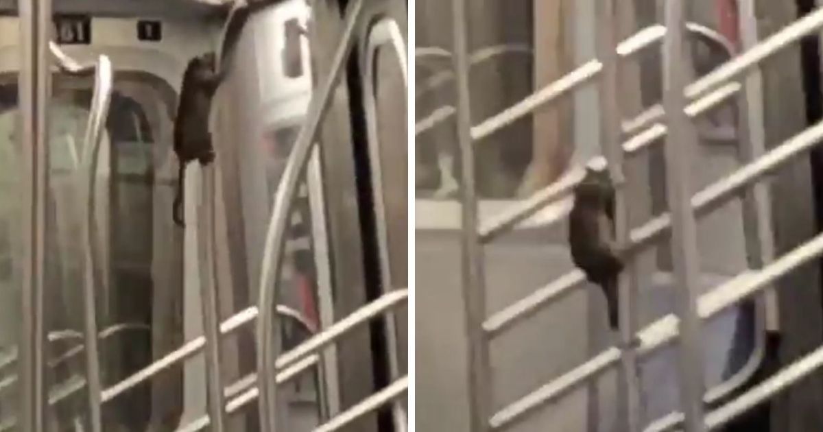 A Pole-Dancing Rat On The Subway Is Hilarious For Some—Nightmare Fuel For Everyone Else